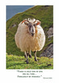 Irish Sheep Birthday Card