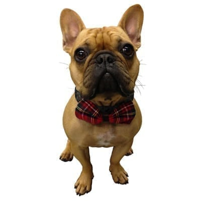 MACRUFF K-9 BOWTIE