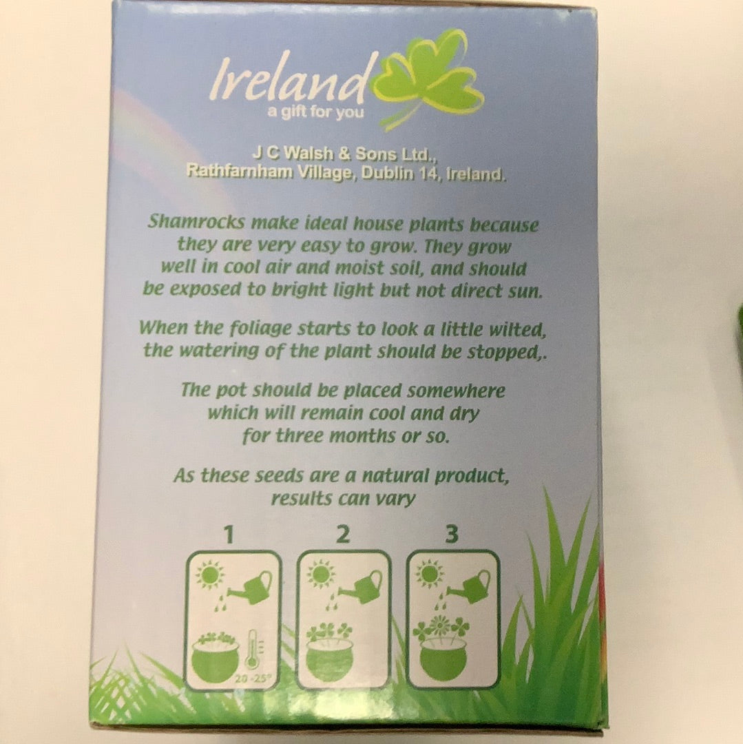 Grow your own shamrocks and have the luck of the Irish